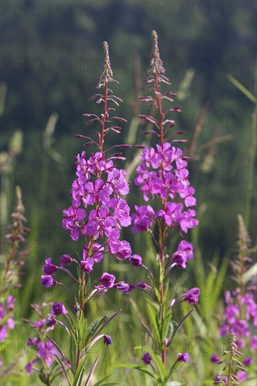 Fireweed (Epilobium angustifolium