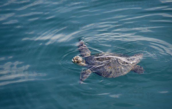 Galapagos green turtle (Chelonia agassizii