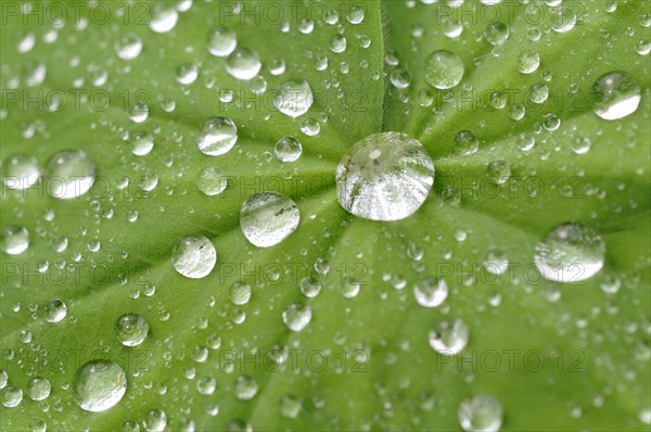 Lady's Mantle (Alchemilla sp) with dew drops