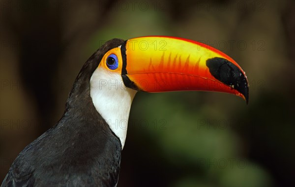 Toco toucan (Ramphastos toco)