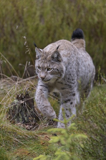 Eurasian lynx (Lynx lynx)