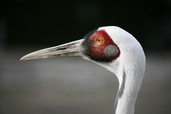 White-naped Crane (Grus vipio)