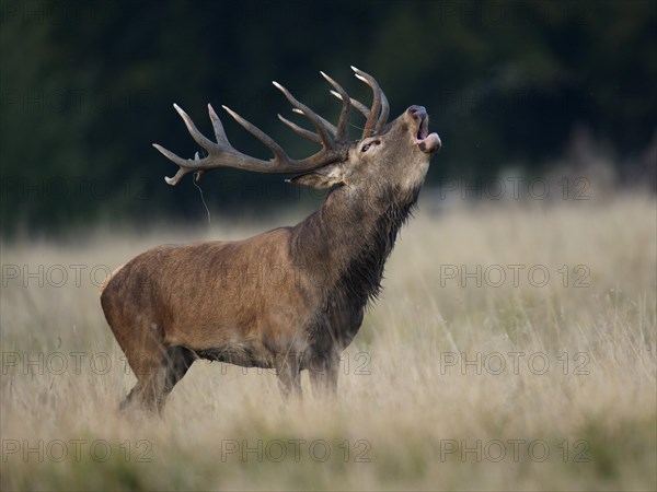 Red Deer (Cervus elaphus)