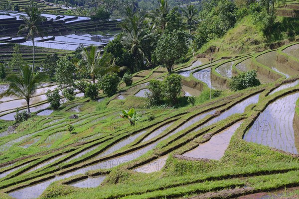 The famous rice terraces of Jatiluwih