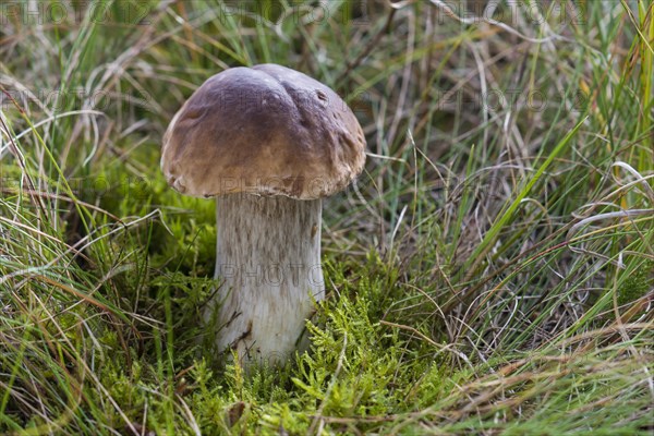 Porcini Mushroom (Boletus edulis)