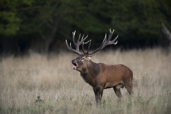 Red Deer (Cervus elaphus)