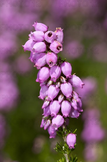 Heather-bell (Erica cinerea 'Rosi')