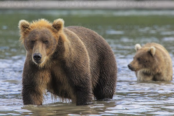 Brown bear (Ursus arctos)