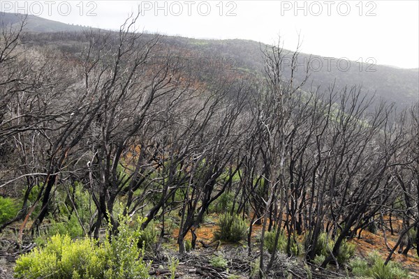 Charred laurel forest