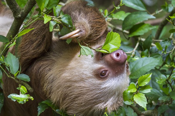 Hoffmann's Two-toed Sloth (Choloepus hoffmanni)
