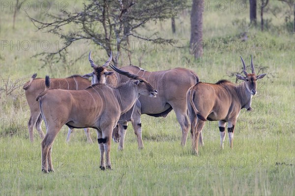 Elands (Taurotragus oryx)