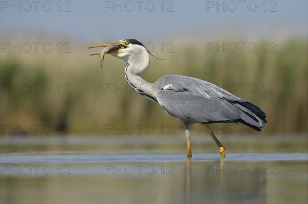 Grey Heron (Ardea cinerea)