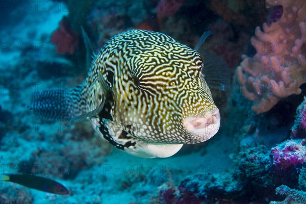 Map Puffer or Map Pufferfish (Arothron mappa)