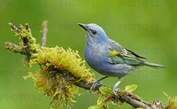 Golden-chevroned tanager (Thraupis ornata)