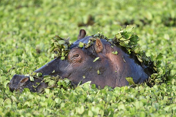 Hippopotamus (Hippopotamus amphibicus)