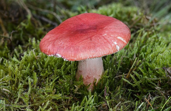 Bloody Brittlegill (Russula sanguinaria)