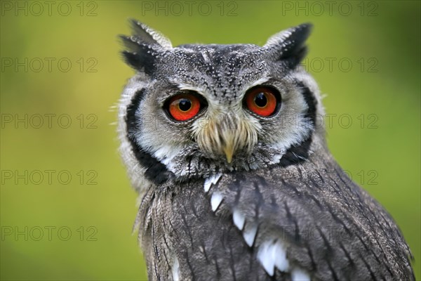 Southern White-faced Owl (Ptilopsis granti)