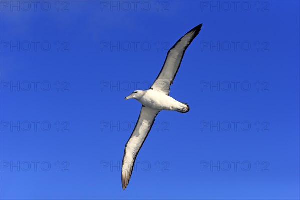 Shy albatross (Thalassarche cauta)