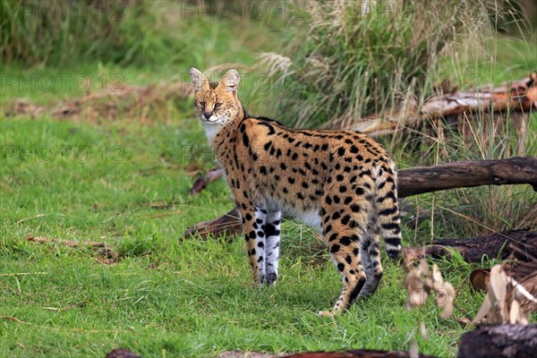 Serval (Leptailurus serval)