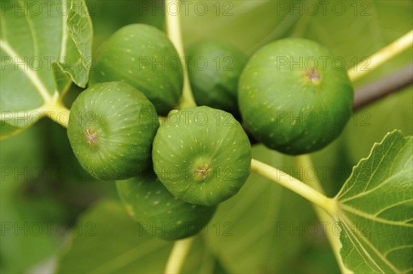 Figs on the branch