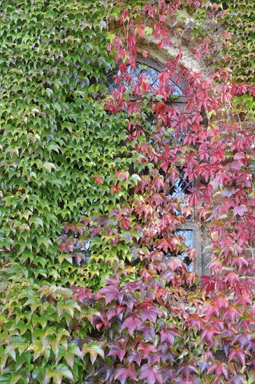 Stained glass window between autumnal Japanese creeper leaves (Parthenocissus tricuspidata veitchii)