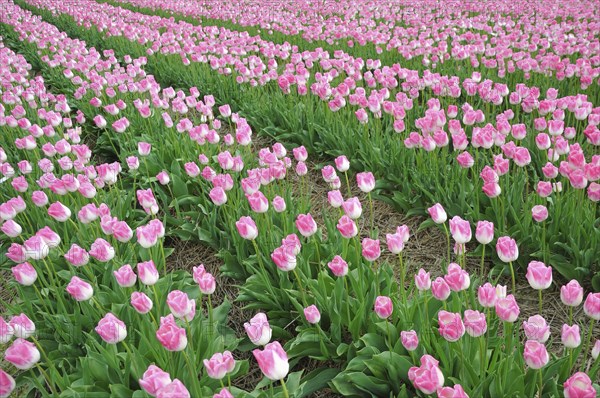 Pink tulips (Tulipa)