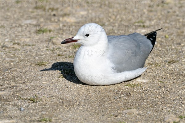 Hartlaub's Gull (Chroicocephalus hartlaubii)