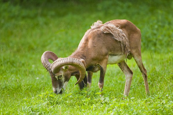 European Mouflon (Ovis orientalis musimon)