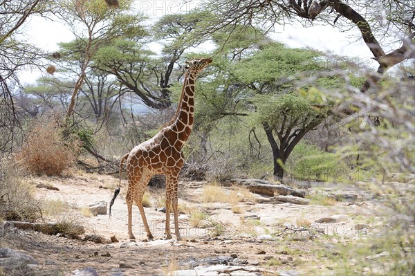 Reticulated giraffe