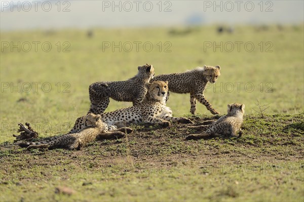 Cheetahs (Acinonyx jubatus)