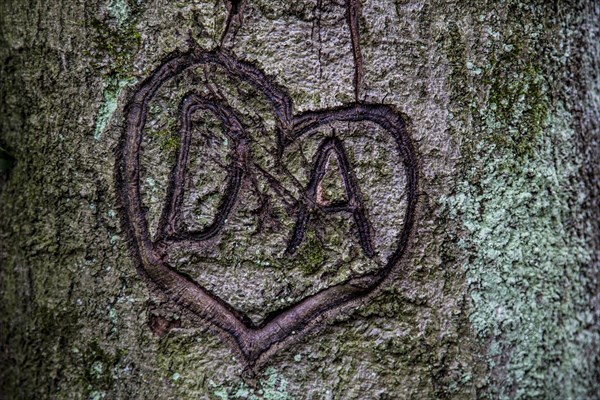 Heart carved in tree