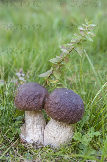 Penny bun mushrooms (Boletus edulis)