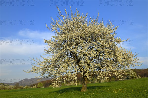 Sweet Cherry tree (Prunus avium)