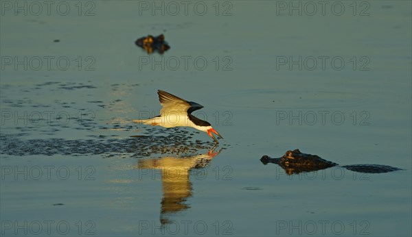 Black Skimmer (Rynchops niger) in flight fishing between crocodiles