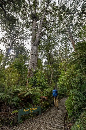 Young man on hiking trail in Kauri Forest