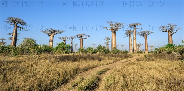 Avenue of the Baobabs