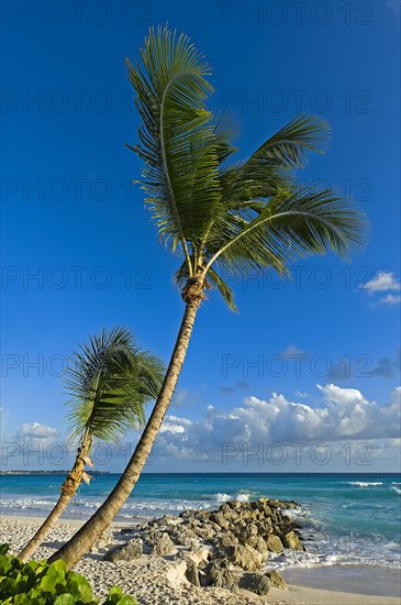 Palm trees on the beach