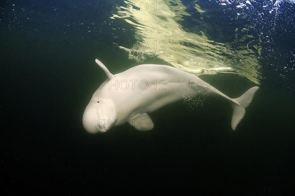 Beluga Whale or White Whale (Delphinapterus leucas)