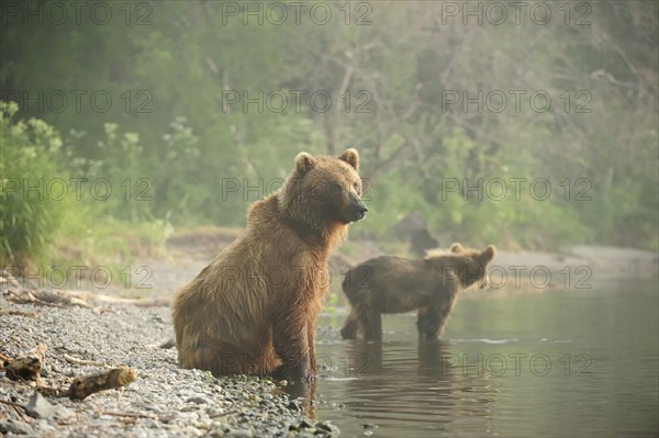 Brown Bears (Ursus arctos)