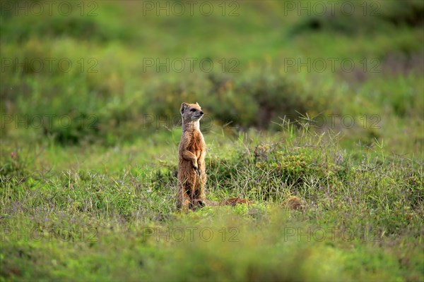 Yellow Mongoose (Cynictis penicillata)