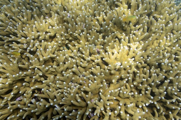 Large blocks of Stone corals (Seriatopora spec.) in the coral reef