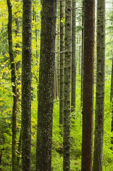 Forest in Columbia River Gorge