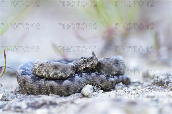 Horned Viper (Vipera ammodytes)