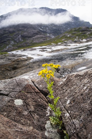 Common Ragwort (Senecio jacobaea) growing from between rocks