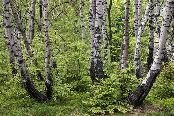 Birch (Betula)