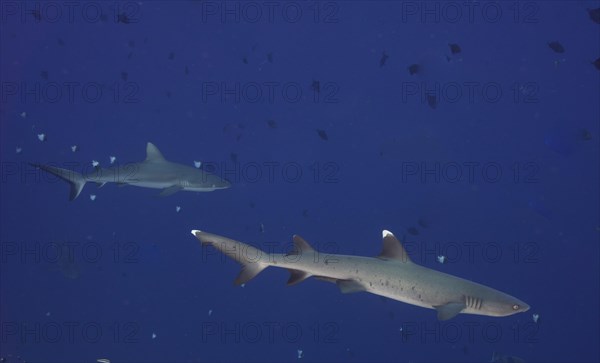 Whitetip reef shark (Triaenodon obesus)