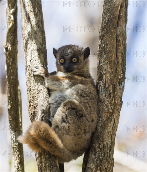 Red-tailed Sportive Lemur (Lepilemur ruficaudatus)