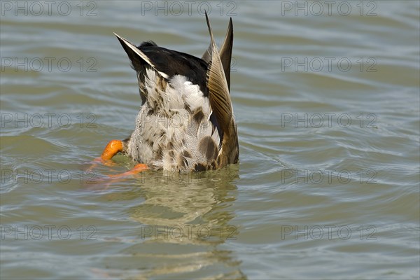 Mallard (Anas platyrhynchos)