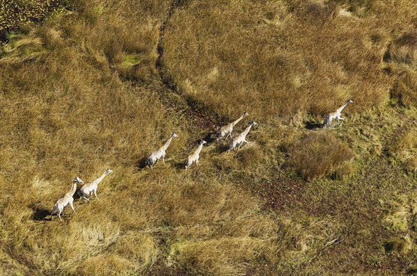 South African Giraffes (Giraffa camelopardalis giraffa)