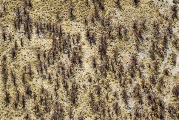 Mopane Trees (Colophospermum mopane)